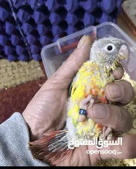  27 فراخ جرين شيك زق يدوي اليفات تركواز  واناناس  ونورمال محجلات من انتاجي اقرأ التفاصيل