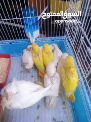  17 يتوفر لدينا مجموعه انواع طيور اليفه  دره اليف  لوري اليف  كوكتيل اليف  روز اليف  حب اليف