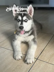  1 Husky male 3 month