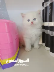  3 ذكرقط هملايا اورنج عمر شهر ونص كامل اغراضو البيع بسبب سفر