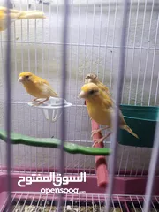  2 طيور كنار مخاليف