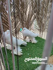  2 بماريون ابيض خالص