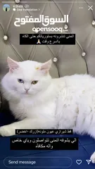  2 قط مفقود ابيض شيرازي