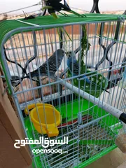  2 جوزين حب بسعر مغري