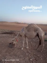  2 ناقه حايل للبدل على خلفه طيبه ب الحليب