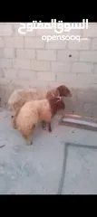  1 غنم نعجه ولدها عمر ست شهور خروف
