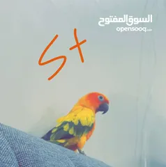  7 للبيع صن كنيور ربوه