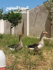  9 جوز وز حجم جامبو للبيع او للبدل على جاج بياض او ارانب موجود في جرش