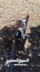  12 جاج زينه لبرجيني ساسكس