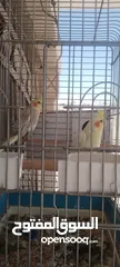 2 كوكتيل جوز للبيع