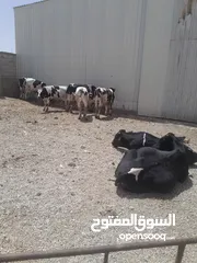  1 عجول لحم بلدي مسكرات