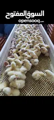  1 صوص لاحم . تسمين / بيض تفريخ لاحم