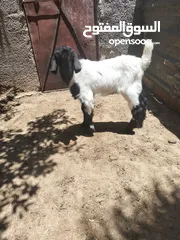  2 جدي شامي عمر شهرين عز المقنوة