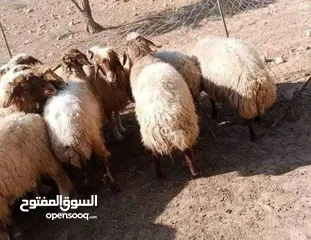  4 اضاحي العيد