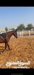  4 Lovely Arabian horse