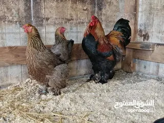  9 بيض مخصب و صيصان لسلالات دجاج نادره على مستوى العالم