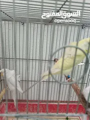  1 جوز هوغو رومو البينو عين حمرا للبيع صحه مع فرخ