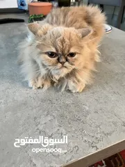  7 A High Breed Partial Peaky Faced Persian Kitten