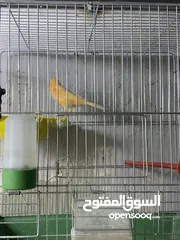  13 طيور كنار للبيع