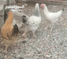  4 دجاج عماني كوشن