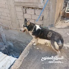  3 اناثي هاسكي