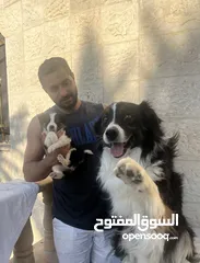  6 Border collie لاول مرة في الاردن