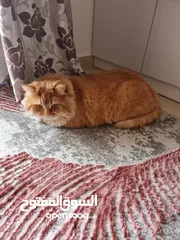  3 Persian Cat