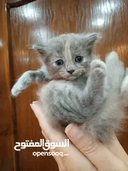  4 قطط كتن مكس للبيع