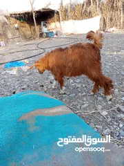  2 للبيع سخل عمره 5شهور