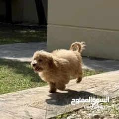  5 Meet Lilly: Adorable  6-months old female malitpoo - fully vaccinated trained ready for a lovinghome