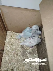 2 جوز طيور حب  شغالات مع 3 فراخ بسعر 30 دينار فقط