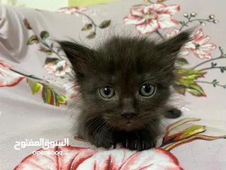  15 Persian short hair kitten