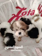  1 shihz puppies