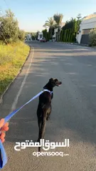  5 كلب black labrador retriever لابرادور اسود