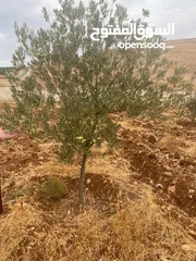  14 قفقفا 13 دنم منطقة مزارع وشاليهات وطبيعة خلابة مسيجة جدار حجر