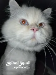  8 Cats for Adoption