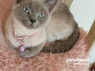 27 قطه كتنز كتن   و بطه عدد 3 بطات   و سلاحف بريه و قطة سيامي كبيره منتجه  تربيه منزليه لقطه كوم هامستر
