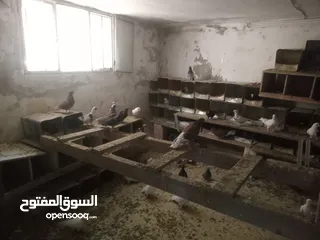  2 حمام بلدي نظيف شغال 100%  ااااااااااااالجوز على 3.5 الله يبارك