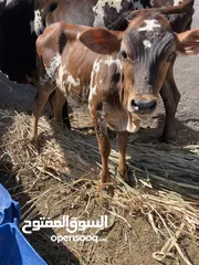  2 بيع عجله عمانيه