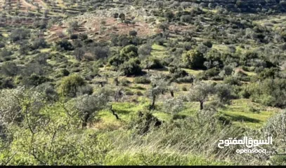  3 ارض استثمارية للييع