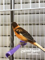  3 فحل جوكر احمر ابو فراخ زي نار بغني بيدك  التسليم الجبيهة