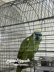  2 بلوفرنتد قوي جدآ بلكلام مواجها