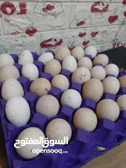  3 بيض دجاج عرب للتفقيس وللاكل