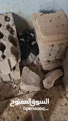  3 ارنب.للبيع