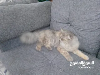  1 قطه سكتش فولد للبيع