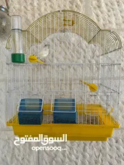  14 كناري 3 فحوله صوت نار  مع جميع اغراضهم