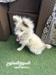  12 كلب مالتيز (فرنش تيرير) للبيع بيلي