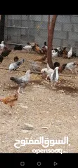  3 دجاج عمانيات لحبه ريال جاهزات لذبح او تربيه