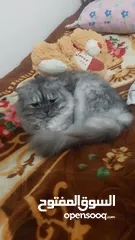  1 قط ذكر للتبني سكوتش فولد