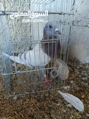  12 حمام للبيع